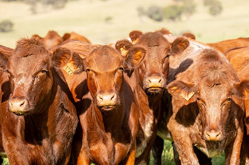 Cattle
