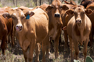 Cattle herd distribution map