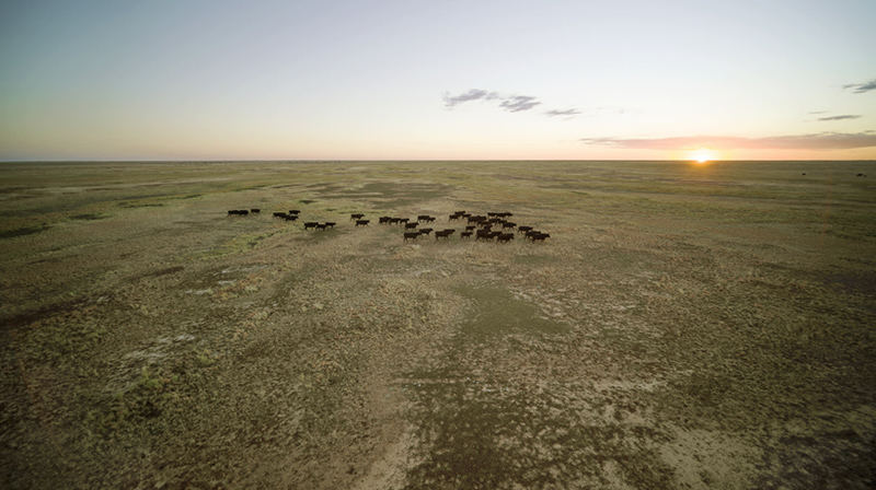 Northern beef production systems