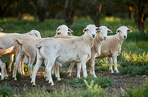 Record lamb carcase weights emerge amid tightening supply