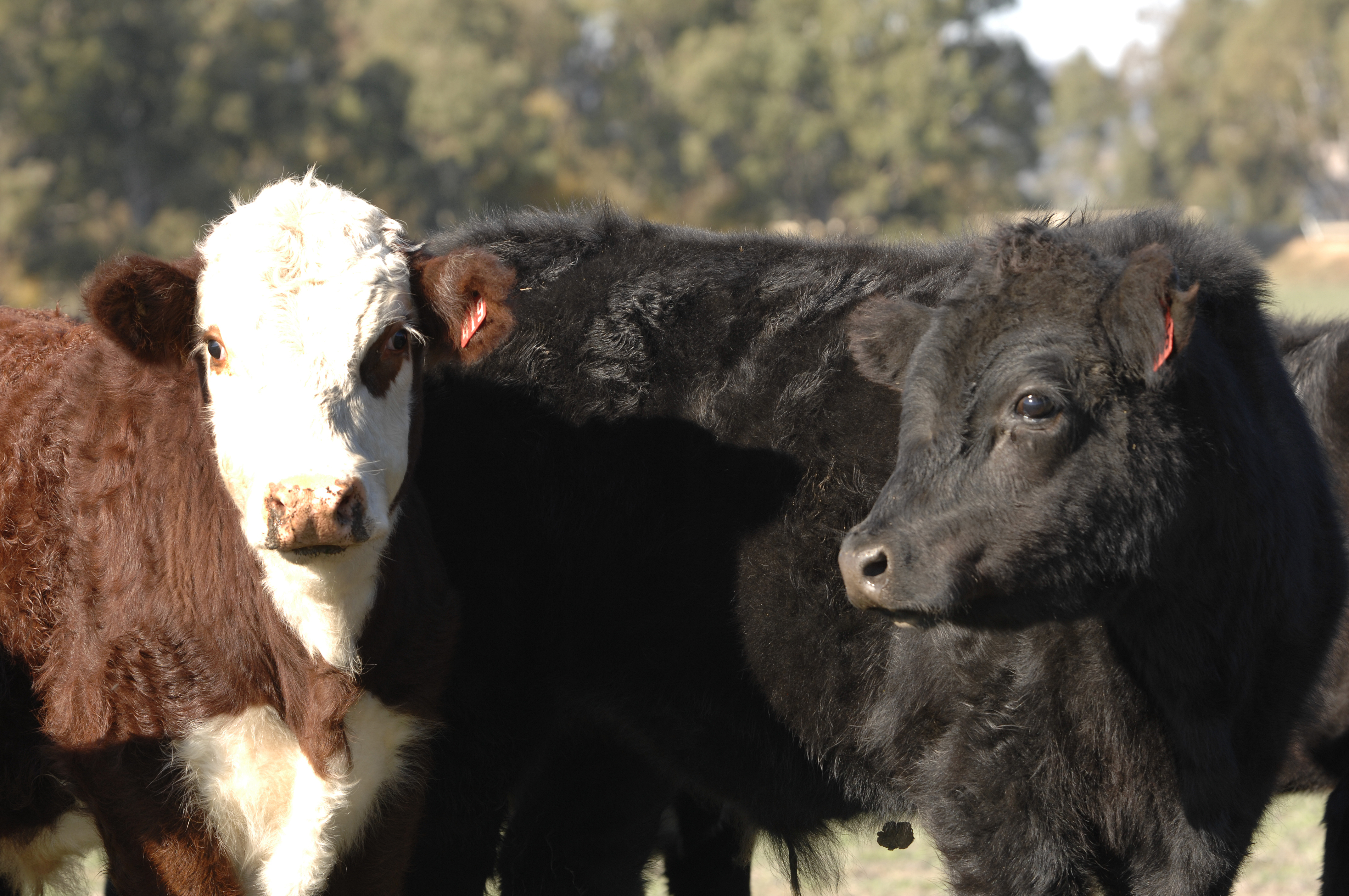 Beef hides and livers the secret ingredients in new skincare and supplement range