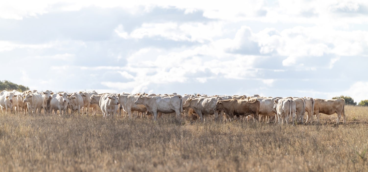 Inga Downs herd