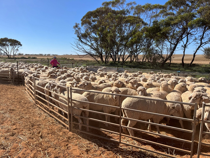 sheep & lambs 