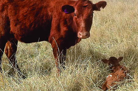 Tips & Tools: Calf loss – do I have a problem?
