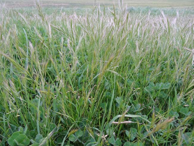 How do I winter clean to remove annual grass weeds?