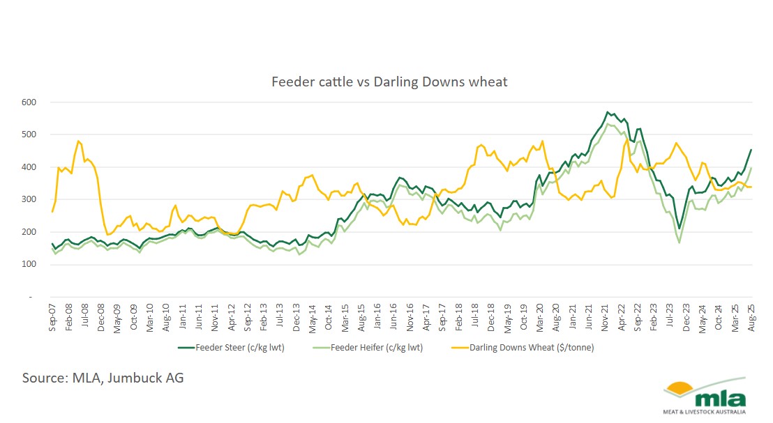 feeder cattle