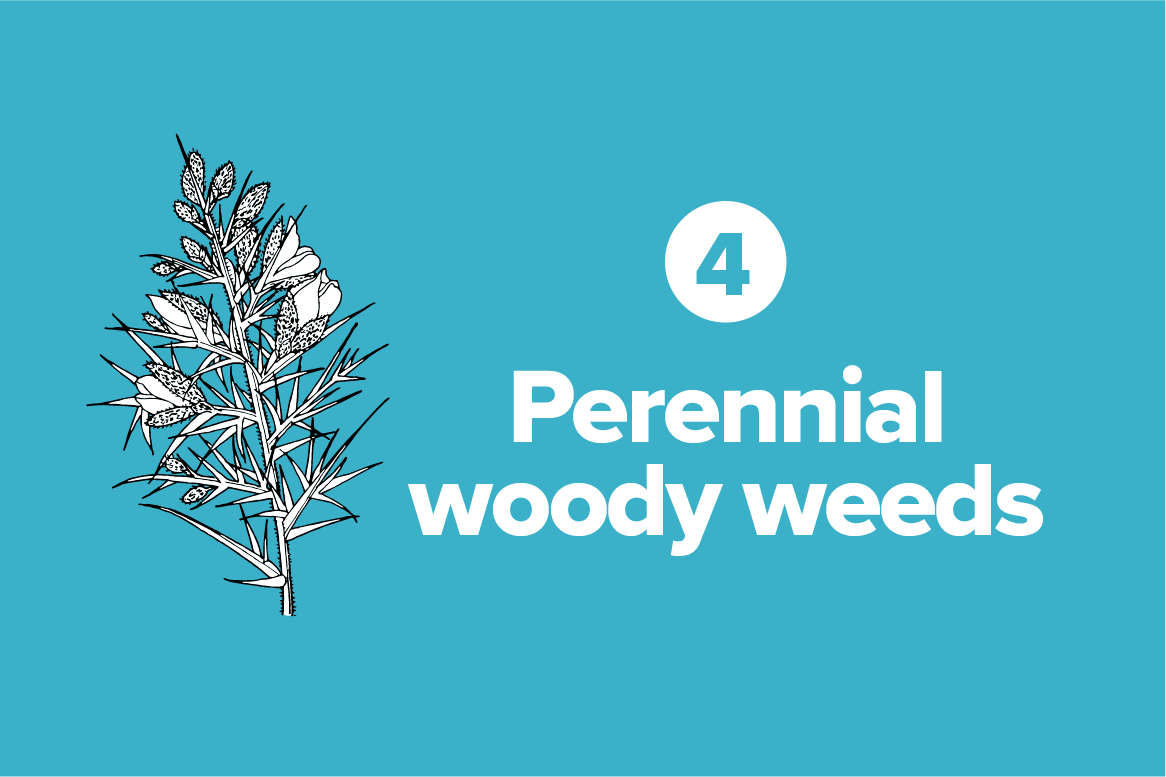 Woody weeds
