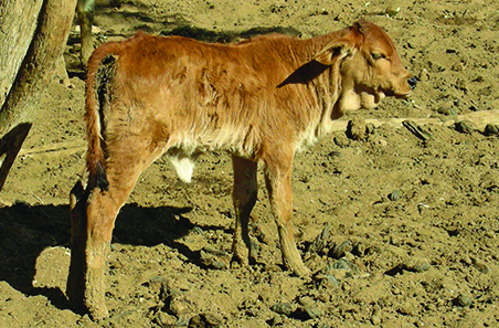 Tips & Tools: What’s causing calf loss?