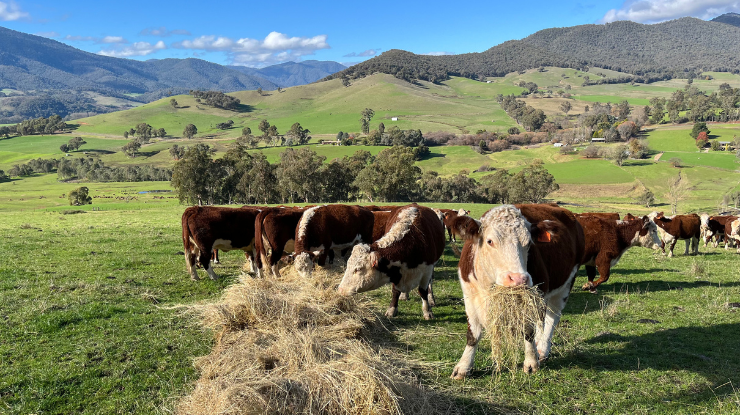 self-replacing Hereford herd