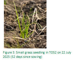 Figure 3: Small grass seeding in TOS2 on 22 July 2025 (52 days since sowing)