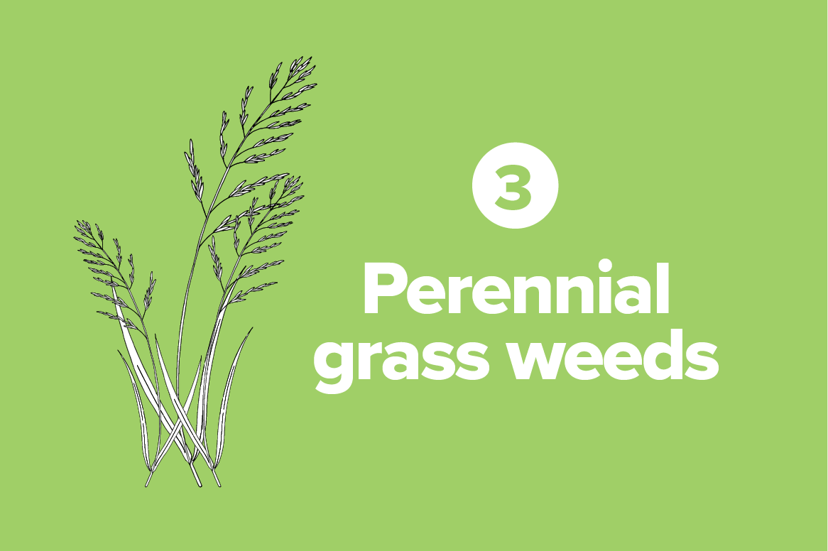 Perennial grass weeds