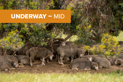 Shade and shelter project