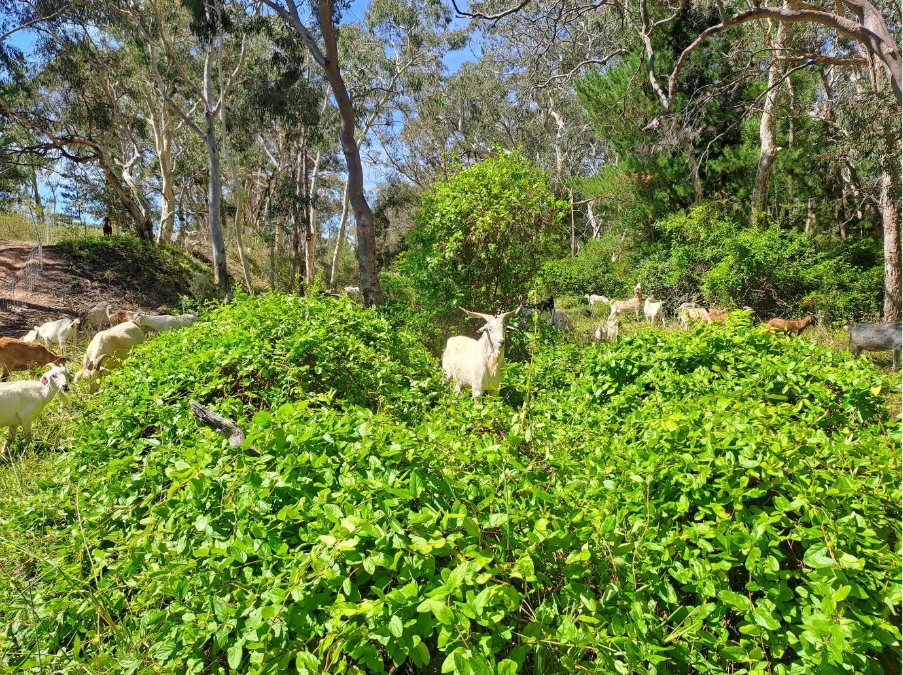 goat grazing