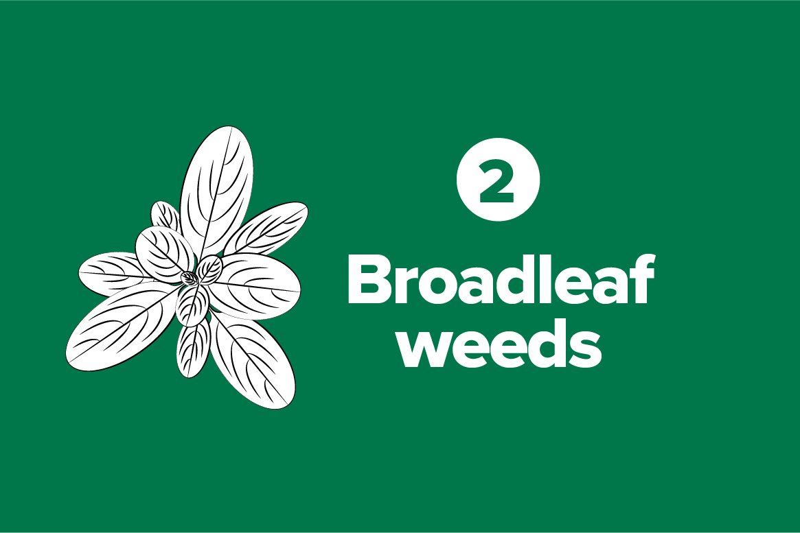 Broadleaf weeds