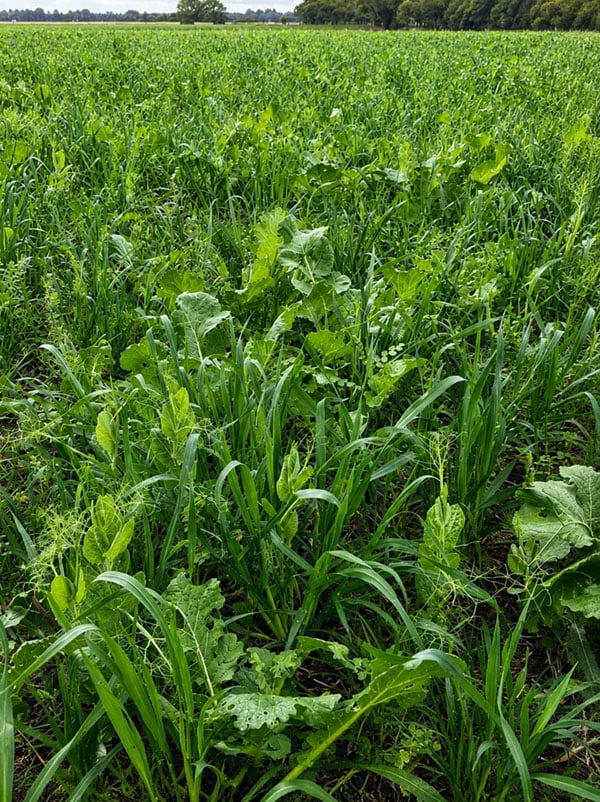 forage mix