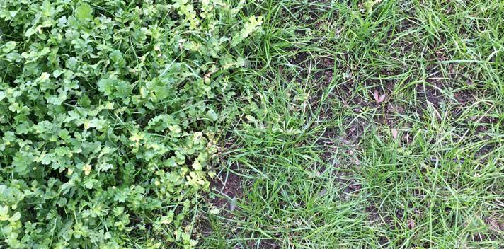 How do I use selective herbicides to safely remove common weeds from sown mixed pastures?