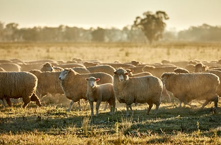 Weekly cattle and sheep market wrap