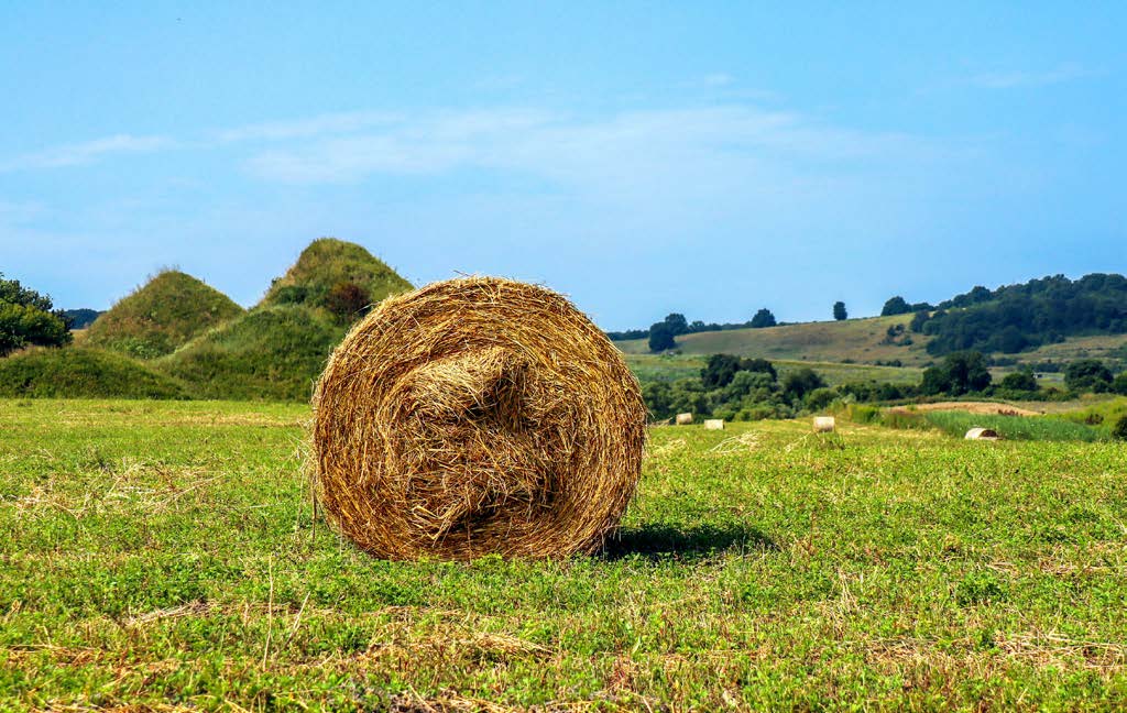 How do I use hay and silage production to remove annual grasses?