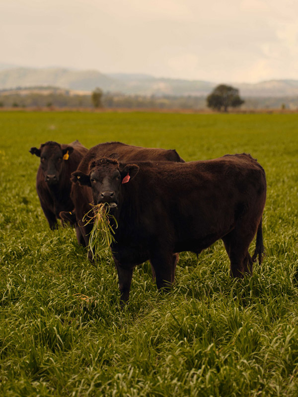 Senku Wagyu cattle bred and raised to deliver the consistent quality consumers expect from the premium beef brand.