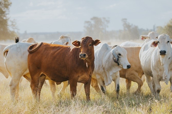FutureBeef webinar series
