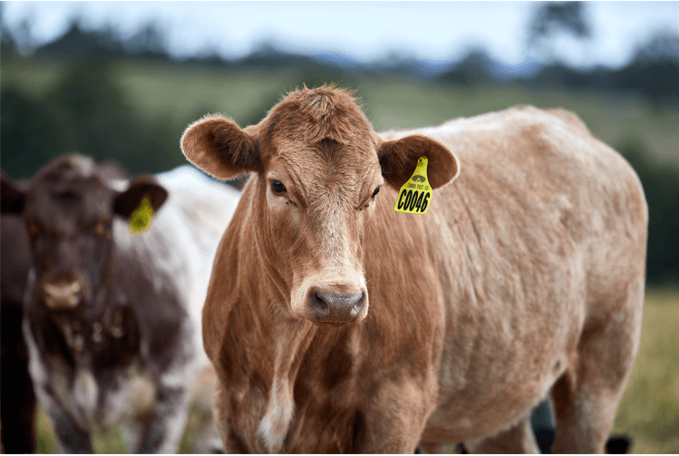 MSA Beef information kit