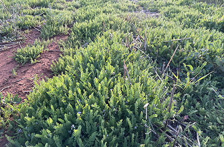 Alternate hard seeded legumes in Central West NSW