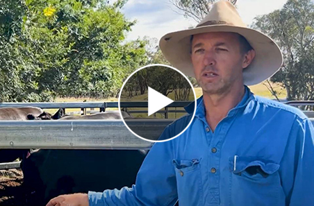 Moving heavy cows 13 hours without issue