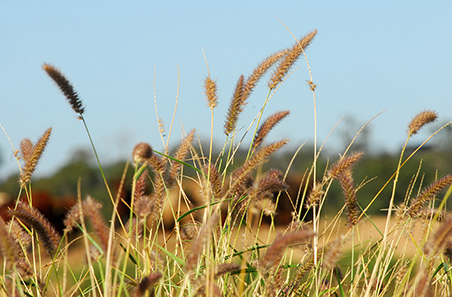 Phases of pasture growth - buffel grass