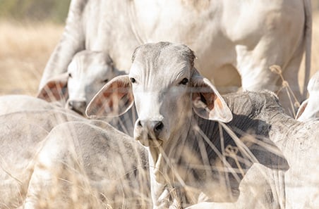 Northern wet season hub