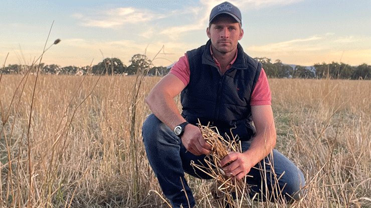 Ryegrass triple treat