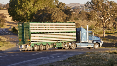 MSA Beef long duration road and rail transport pathway