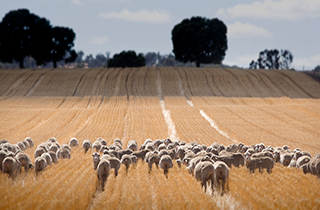 MLA and GRDC renew partnership to support mixed farming through Producer Demonstration Sites