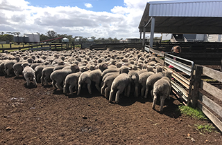 Utilising eiD to maximise genetic gains through ram breeding