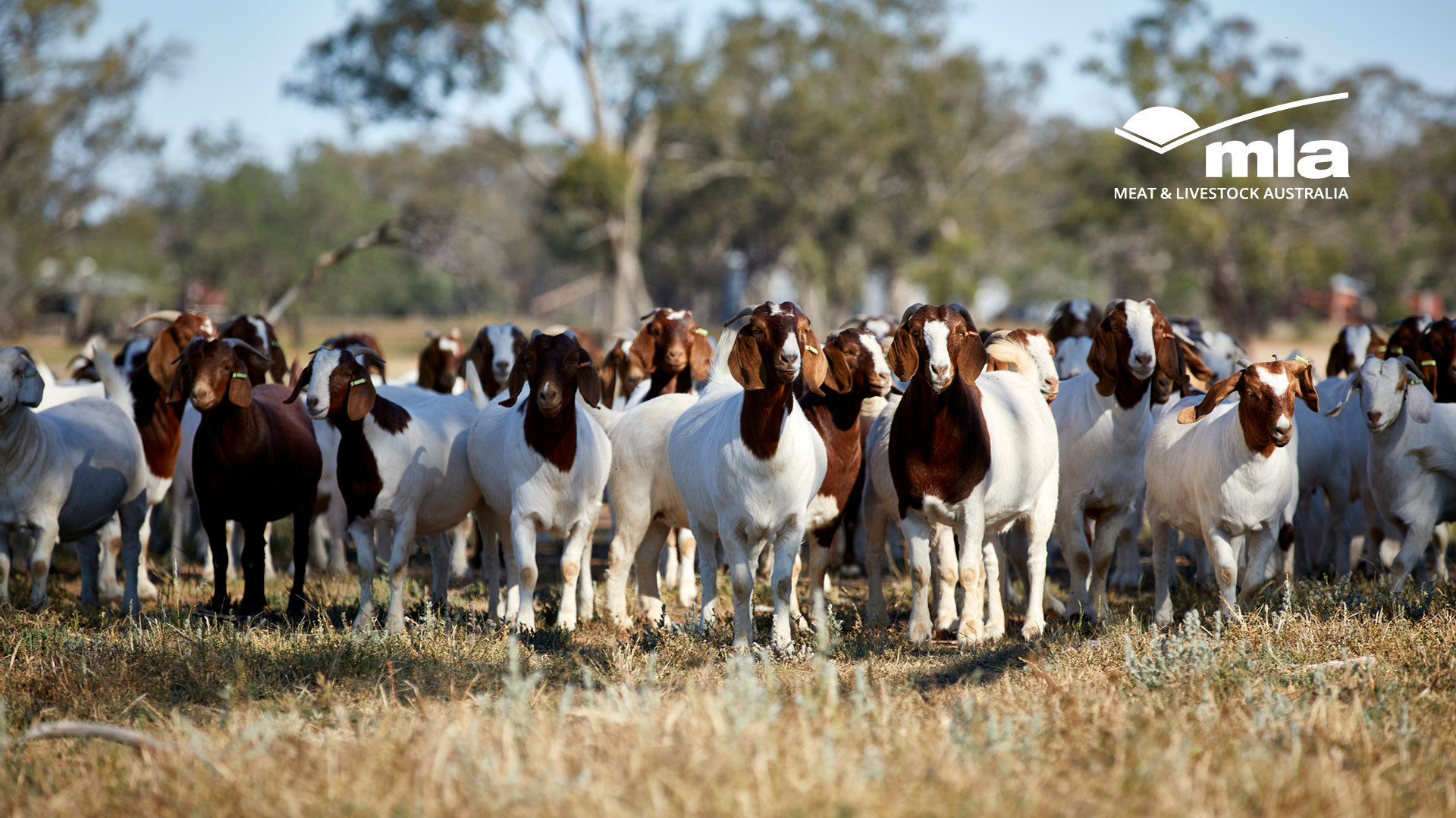 Webinar series: Sharing consumer insights with goat producers