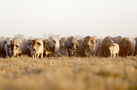 March 2026 Cattle Industry Projections