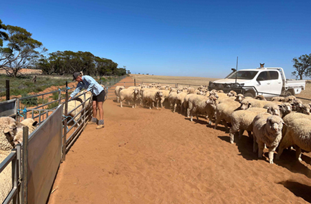 How shifting dates helped Mallee producer cruise through dry