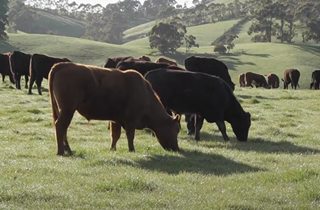 Australian Good Meat Summit showcases the very best of the industry