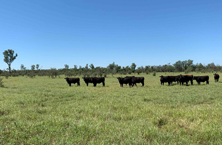 September 2025 Cattle Industry Projections Webinar
