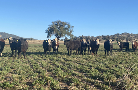 Producer case study: C McGlashan