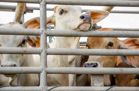 Indonesia Live Cattle Industry Taskforce to strengthen key market for Australian producers