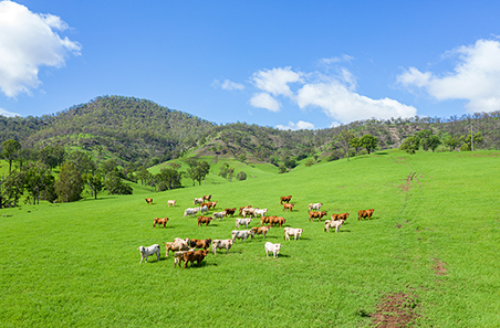 Rain lifts cattle markets; sheep and lamb steady