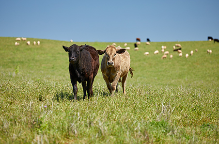 Weekly cattle and sheep market wrap