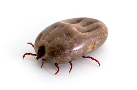 $300m pest problem meets a new solution