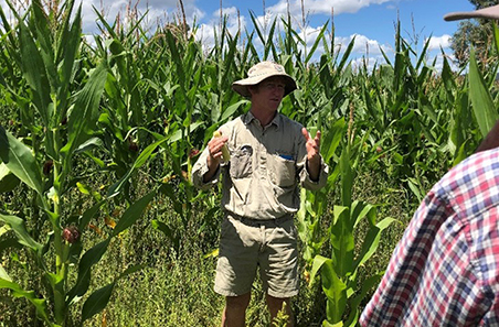 Corn silage provides cost-effective fodder