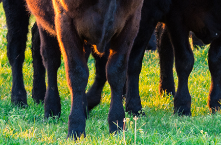 Beef production to exceed 3 million tonnes as cattle herd proves more resilient