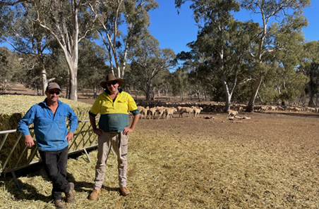 Focus on multiples delivers Moore lambs