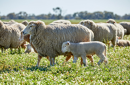 Record winter for sheep and lamb markets as tight supply drives prices