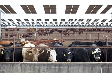 Feedlot RAAD Program prepares for next animal productivity funding round