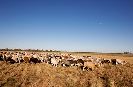 Weekly cattle and sheep market wrap