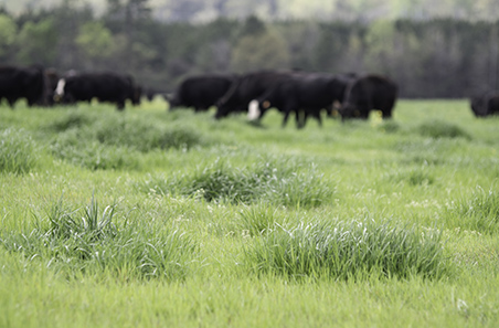Liming extending the season at Rosewood